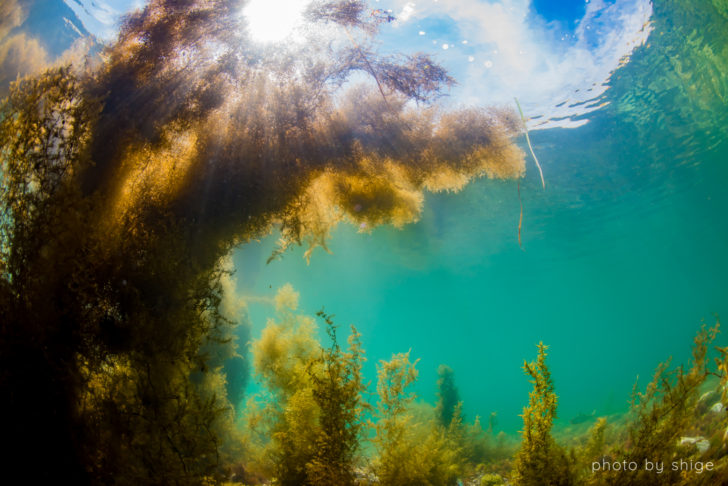 大瀬崎　春の海藻