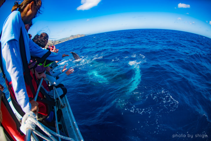 小笠原諸島のホエールウォッチングが超おすすめ 遭遇率ほぼ100 しげたび