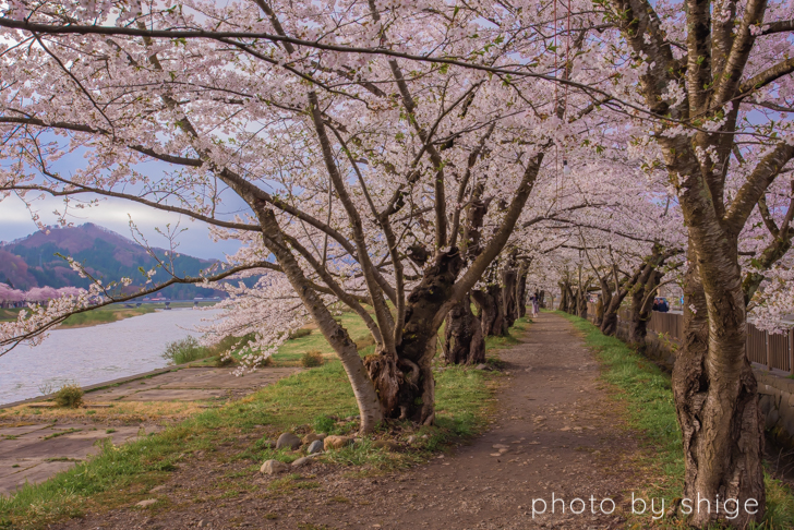 桧木内川の桜のトンネル