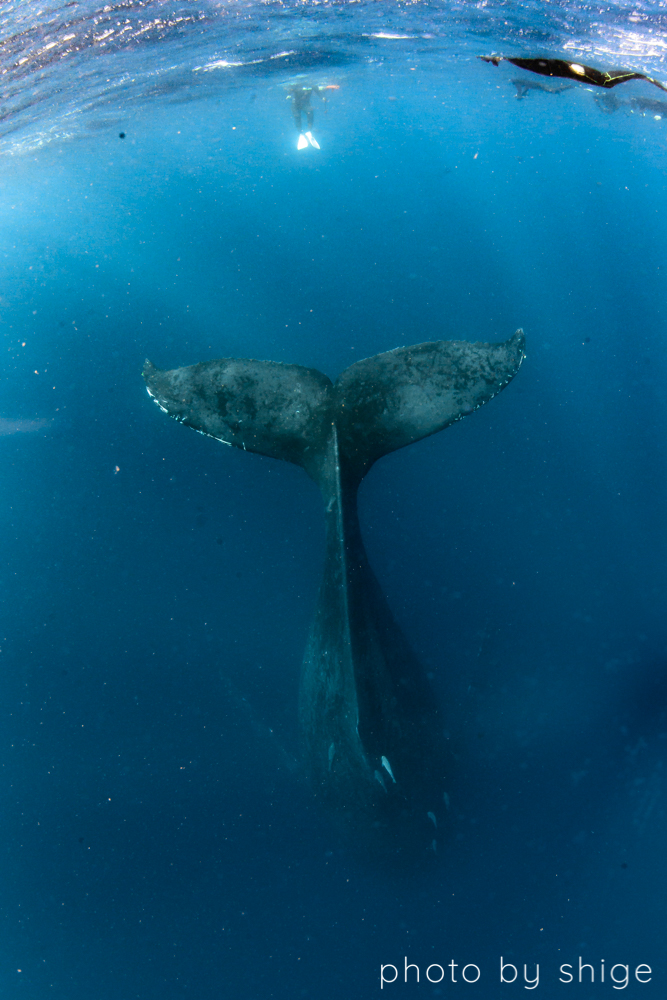 休憩中のザトウクジラ