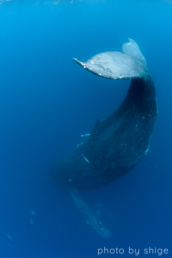 ザトウクジラの親