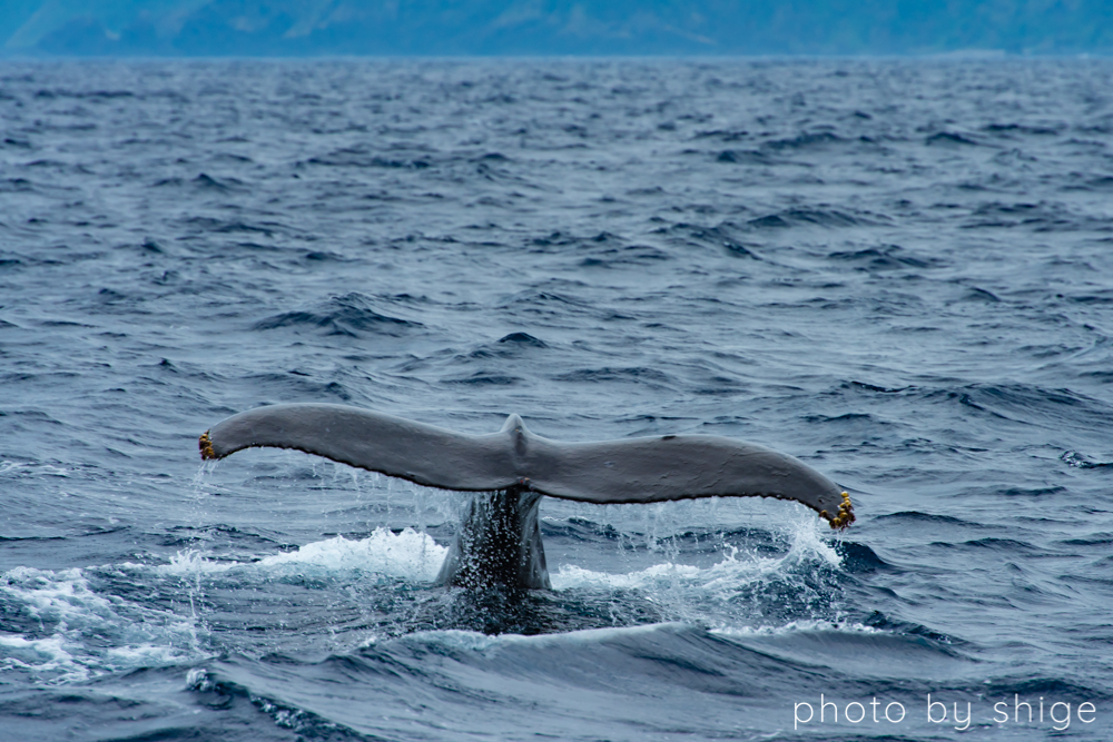 奄美大島で見れるザトウクジラ