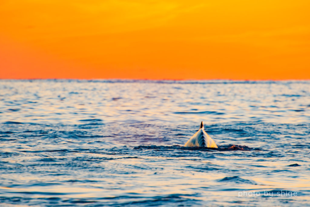 夕日とザトウクジラのテール