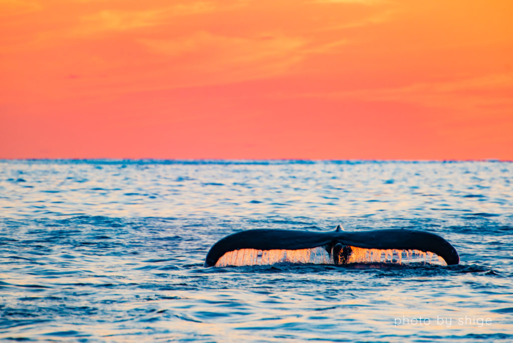 夕日とザトウクジラのテール２