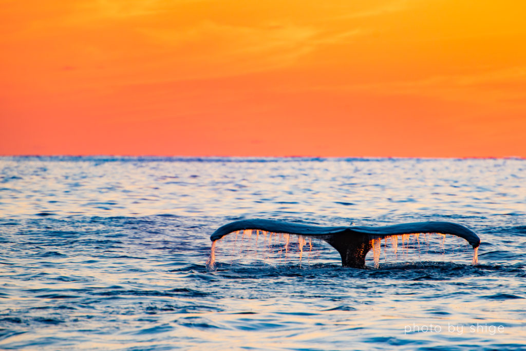 夕日とザトウクジラのテール３
