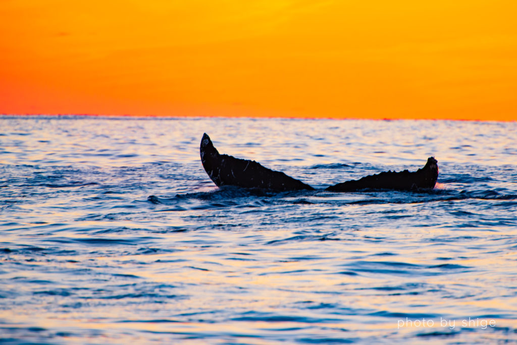 夕日とザトウクジラのテール５