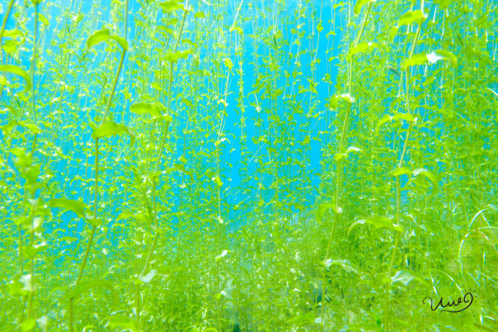 支笏湖の草原のような水中景観